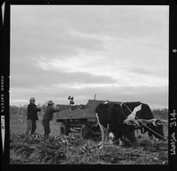 [Iansa (Chile) : Cosecha de la remolacha azucarera en la Planta Linares]