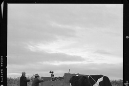 [Iansa (Chile) : Cosecha de la remolacha azucarera en la Planta Linares]