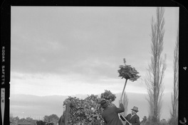[Iansa (Chile) : Cosecha de la remolacha azucarera en la Planta Linares]