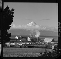 [Iansa (Chile) : Planta llanquihue]
