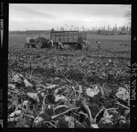 [Iansa (Chile) : Cosecha de remolacha azucarera en la Planta Llanquihue]