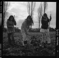 [Iansa (Chile) : Cosecha de remolacha azucarera en la Planta Llanquihue]