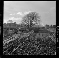 [Iansa (Chile) : Camiones cargando en vagones de acarreo para su transporte el producto de la cosecha de remolacha azucarera]