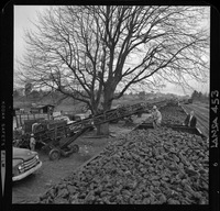 [Iansa (Chile) : Camiones cargando en vagones de acarreo para su transporte el producto de la cosecha de remolacha azucarera]