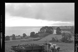 [Iansa (Chile) : Cosecha de remolacha azucarera en la Planta Llanquihue]