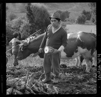 [Iansa (Chile) : Cosecha de remolacha azucarera en la Planta Llanquihue]
