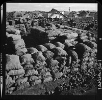 [Camiones descargando el producto de la cosecha de remolacha azucarera para su transporte]