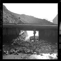 [Iansa (Chile) : Planta Cocharcas]