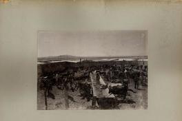 [Trabajadores de una salitrera y ganado vacuno destinado al consumo]