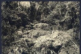 [Isla Juan Fernández]