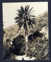 [Palmera]