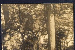 [Baños de Chillán]