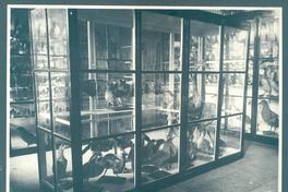 [Album Museo de Historia Natural de Concepción]: Sección de Zoología, Sala Claudio Gay; Colección de aves