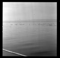 [Habitantes] : Lota y Talcahuano [Puerto al