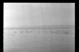 [Habitantes] : Lota y Talcahuano [Puerto al