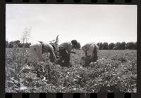 Trabajo agrícola en Talca