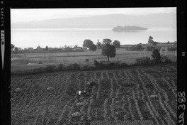 [Iansa (Chile) : Cosecha de la remolacha azucarera en la Planta Rapaco]