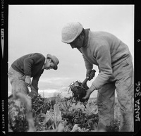 [Iansa (Chile) : Cosecha de la remolacha azucarera en la Planta Linares]