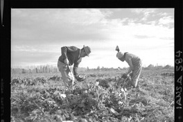 [Iansa (Chile) : Cosecha de la remolacha azucarera en la Planta Linares]