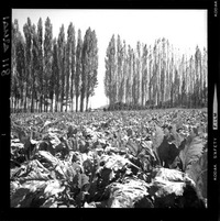 [Iansa (Chile) : Cultivos de remolacha azucarera]