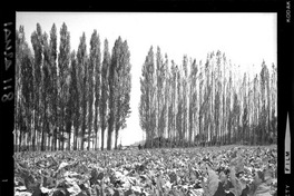 [Iansa (Chile) : Cultivos de remolacha azucarera]