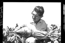 [Iansa (Chile) : Investigacion agrícola sobre análisis de crecimiento y desarrollo en los cultivos de remolacha azucarera]