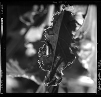 [Iansa (Chile) : Hoja de remolacha]