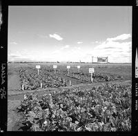 Campo Experimental Iansa