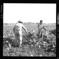 [Iansa (Chile) : Cosecha de remolacha azucarera]