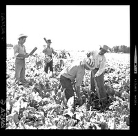 [Iansa (Chile) : Cosecha de remolacha azucarera]