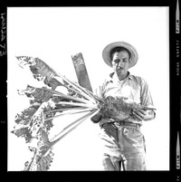 [Iansa (Chile) : Cosecha de remolacha azucarera]