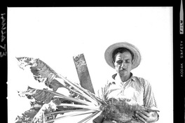 [Iansa (Chile) : Cosecha de remolacha azucarera]