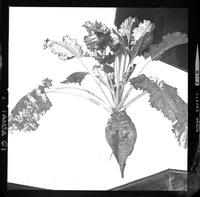 [Iansa (Chile) : Remolacha azucarera]