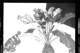 [Iansa (Chile) : Remolacha azucarera]