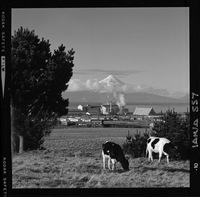 [Iansa (Chile) : Planta Llanquihue]