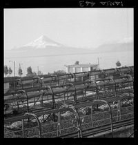 [Iansa (Chile) : Planta llanquihue]