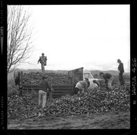 [Iansa (Chile) : Cosecha de remolacha azucarera en la Planta Llanquihue]