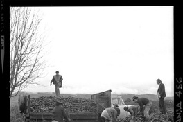 [Iansa (Chile) : Cosecha de remolacha azucarera en la Planta Llanquihue]