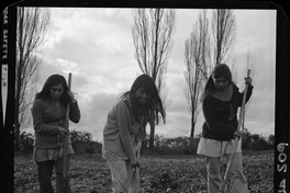 [Iansa (Chile) : Cosecha de remolacha azucarera en la Planta Llanquihue]