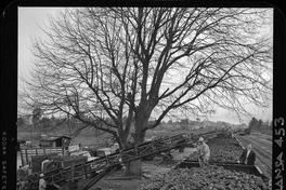 [Iansa (Chile) : Camiones cargando en vagones de acarreo para su transporte el producto de la cosecha de remolacha azucarera]
