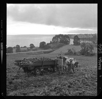 [Iansa (Chile) : Cosecha de remolacha azucarera en la Planta Llanquihue]