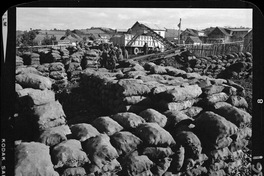 [Camiones descargando el producto de la cosecha de remolacha azucarera para su transporte]