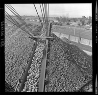 [Iansa (Chile) : Planta Cocharcas]