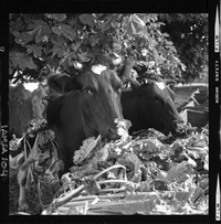 [Iansa (Chile) : Ganado alimentándose de hojas y coronas, sub productos de la remolacha]