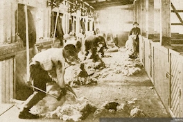 Esquila a máquina en la Estancia Entre Vientos, Magallanes, 1920.