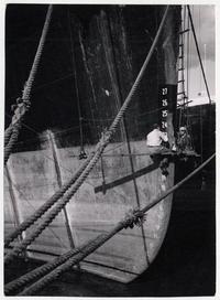 [Trabajadores sobre un andamio al costado del casco de un buque, pintando Los números de blanco que se marcaron con cincel, que señalan la parte sumergida]